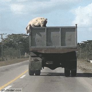 Pig-jumps-off-moving-truck